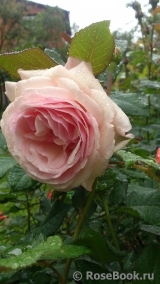 A Shropshire Lad A Shropshire Lad