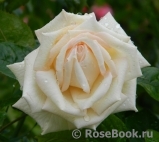 Madame Anisette ® Madame Anisette ®