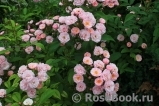 Heavenly Pink Heavenly Pink