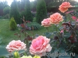 Ashram Ashram