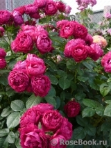 Ascot Ascot