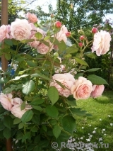 A Shropshire Lad A Shropshire Lad