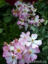 Robe Fleurie Robe Fleurie