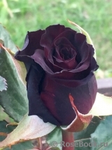 Black Baccara Black Baccara