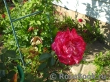 Rose Gaujard Rose Gaujard