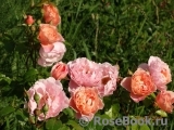 Strawberry Hill Strawberry Hill