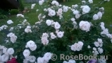 Aspirin Rose Aspirin Rose