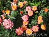 Mandarin Mandarin