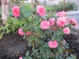 Rosarium Uetersen Rosarium Uetersen