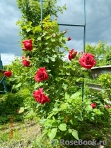 Red Parfum ® Red Parfum ®