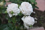 Madame Anisette ® Madame Anisette ®