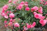 Rosarium Uetersen Rosarium Uetersen
