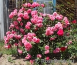 Rosarium Uetersen Rosarium Uetersen