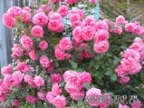 Rosarium Uetersen Rosarium Uetersen