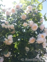 Ginger Syllabub Ginger Syllabub