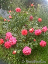 Sommersonne Sommersonne
