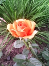 Ashram Ashram