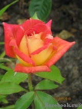 Caribia Caribia