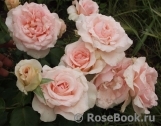 Johann Strauss Johann Strauss