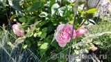 Jubilee Celebration® Jubilee Celebration®