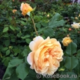 Crown Princess Margareta® Crown Princess Margareta®