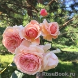 A Shropshire Lad A Shropshire Lad