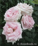 Frederic Mistral® Frederic Mistral®