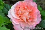 Augusta Luise Augusta Luise