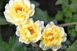 Yellow Fairy Yellow Fairy
