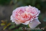 Abraham Darby Abraham Darby
