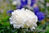 White Meidiland White Meidiland