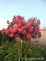 Rosarium Uetersen Rosarium Uetersen