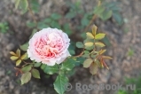 Abraham Darby Abraham Darby
