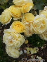 Golden Border Golden Border