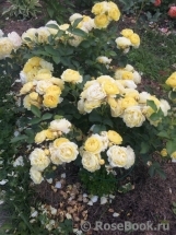 Golden Border Golden Border