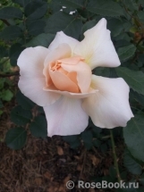 Crocus Rose® Crocus Rose®