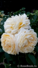 Nadia Meillandecor 
