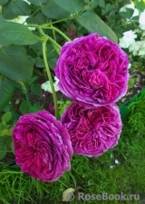 Falstaff® Falstaff®