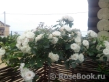 Aspirin Rose Aspirin Rose
