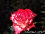Spanish Dancer