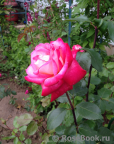 Rose Gaujard Rose Gaujard