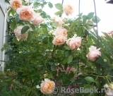 Ginger Syllabub Ginger Syllabub