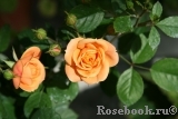 Apricot Clementine Apricot Clementine