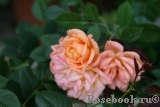 Apricot Clementine Apricot Clementine