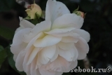 Marie Antoinette Marie Antoinette