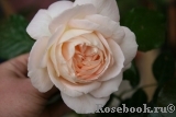 Marie Antoinette Marie Antoinette