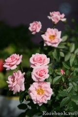 Pink Symphonie Pink Symphonie