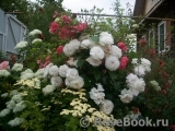 Great North Eastern Rose Great North Eastern Rose
