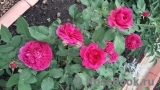 Darcey Bussell 
