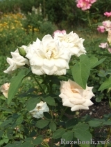 Morden Blush Morden Blush